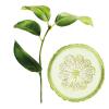 Botanical illustration Pack Citron